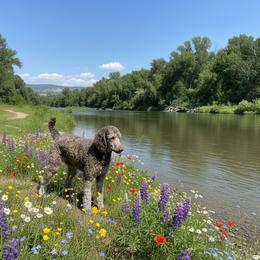 Sophia - Poodle
