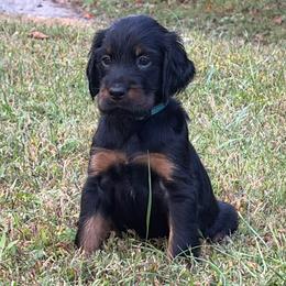 Boy 1 - Black and tan male Gordon Setter puppy in Luttrell, Tennessee from Whistler's Farm