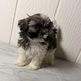 Shadow - Tricolor male Shih Tzu puppy in Monrovia, California from Sunrise Shihtzu Blossom