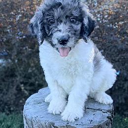 Parti - Merle male Goldendoodle puppy in Rose Hill, North Carolina from Red Door Canines