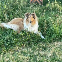 Collie All Grown Up from Prime Star Collies