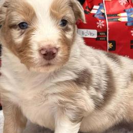 Camille - Red merle female Australian Shepherd puppy in Boise, Idaho from Black Canyon Corral Aussies