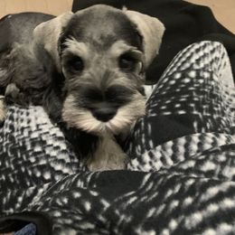 Miniature Schnauzer Puppies from Caesars Creek Miniature Schnauzers