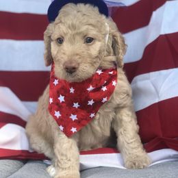 Goldendoodle, Schnoodle, and Sheepadoodle Puppies from Dood Ranch