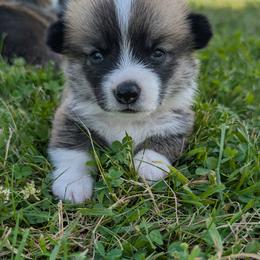 Pembroke Welsh Corgi Puppies from Tammy Gorham Corgis