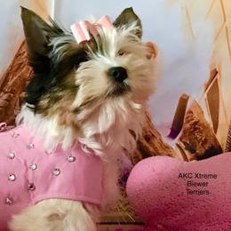 Delilah girl - Black tan and white female Biewer Terrier puppy in Jonestown, Pennsylvania from AKC Xtreme Biewer Terriers...