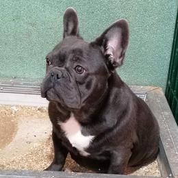 Layla - French Bulldog