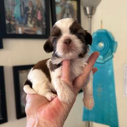 Rawlins - AKC Champion Bloodline - Red and white male Shih Tzu puppy in Long Beach, California from Prieto Shih-Tzu's