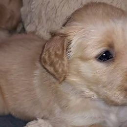 Dixie - Dark golden Golden Retriever puppy in Maricopa, Arizona from Daisy's Golden Kisses- Golden Retrievers of Arizona