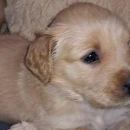 Dixie - Dark golden Golden Retriever puppy in Maricopa, Arizona from Daisy's Golden Kisses- Golden Retrievers of Arizona