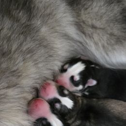 Siberian Husky Puppies from Black Diamond Siberian Huskies