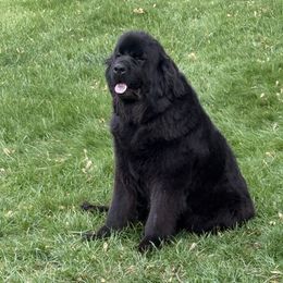 Greta - Newfoundland