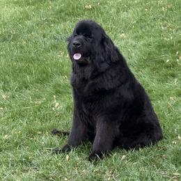 Greta - Newfoundland