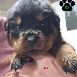 Red - Black and mahogany male Rottweiler puppy in Tangent, Oregon from Raya's Royals