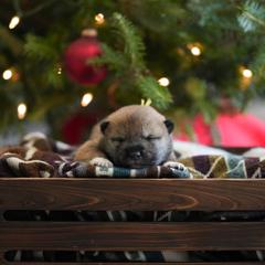 Boy 2 - male Shikoku puppy in Pennsylvania from Aoiyama Sou Shikoku Kennel