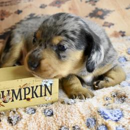 West AKC - Dapple male Dachshund puppy in De Land, Florida from Pretty Painted Mini Doxies