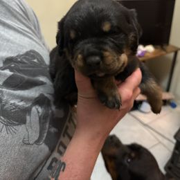 Rottweiler Puppies from Von Locher Rotties