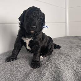 Cartwright's Peter the Restored Rock - Black male Poodle puppy in Albany, Kentucky from Impressive Cartwright Standards