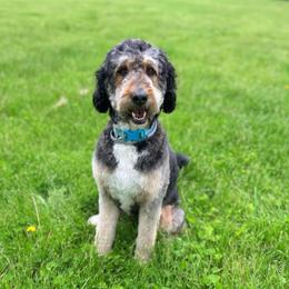 Sophie - Bernedoodle