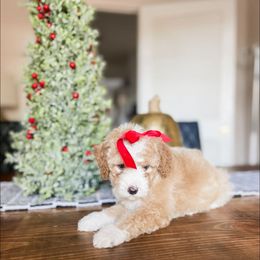 Holy - Apricot female Goldendoodle puppy in Hopkins County, Texas from Boutique Doodles