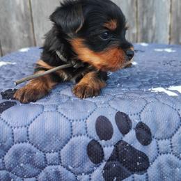 Mr. Grey - Black and tan male Yorkshire Terrier puppy in Woodway, Texas from The Yorkie Empire