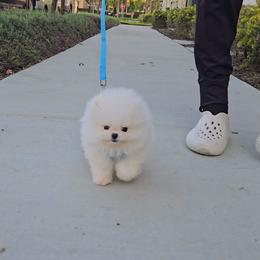 Somi - White female Pomeranian puppy in Chino, California from Teddy-Faced Teacup Pomeranians