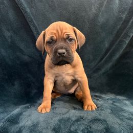Nutmeg - Red female Cane Corso puppy in Delta Junction, Alaska from Last Frontier Cane Corsos
