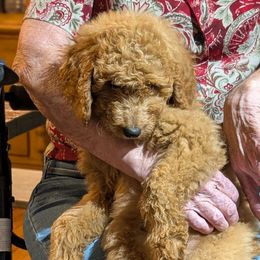 Poppy - Grey Collar - Brown and white female Aussiedoodle puppy in Mc Minnville, Tennessee from WilderAcre