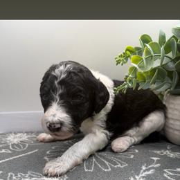 Girl 2 - Parti female Poodle puppy in Travelers Rest, South Carolina from Hampshire Hill’s Standard Poodles