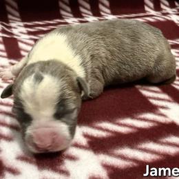 James - Blue brindle male American Staffordshire Terrier puppy in Clintwood, Virginia from SkyBlue Kennel