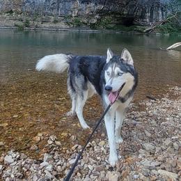 Siberian Huskies from Current River Siberians