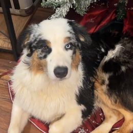 Fury - Australian Shepherd