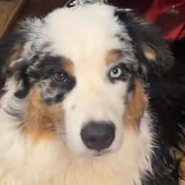 Fury - Australian Shepherd