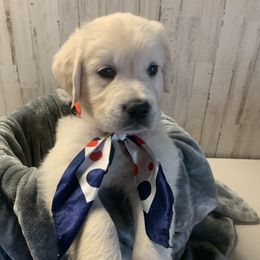 Golden Retriever Puppies from Mother of Pearl English Creams