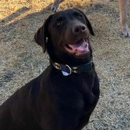 Bailey - Labrador Retriever