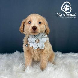 Jean Grey - White female Companion Cross puppy in Utah County, Utah from Big Hearted Breeders