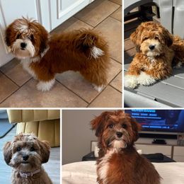 Taylor - Red female Havapoo puppy in Eagle Mountain, Utah from Lady Paws Puppies