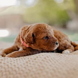 Goldendoodle and Sheepadoodle Puppies from Red River Goldendoodles