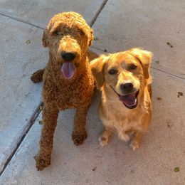 Goldendoodles from Dutch Doodles