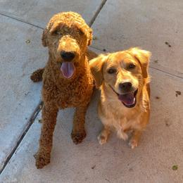 Goldendoodles from Dutch Doodles