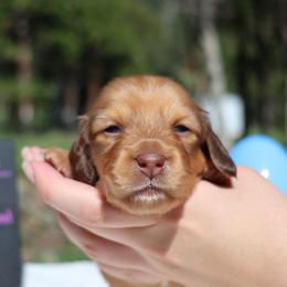 Jellybean (yellow collar) - Red female Dachshund puppy in Prospect, Oregon from Spunky Sausage Pups