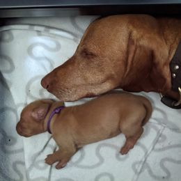 Vizsla Puppies from Tappancs Vizslas