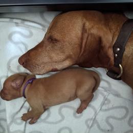 Vizsla Puppies from Tappancs Vizslas