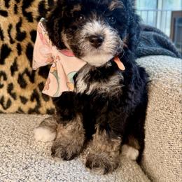 Pink - Tri-color female Bernedoodle puppy in Curtice, Ohio from The Pink Doghouse