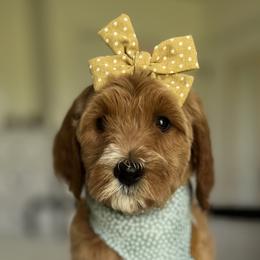 Girl 5 - Goldendoodle puppy in Virginia from The Doodle Homestead