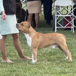 American Staffordshire Terrier All Grown Up from Two Bridges AmStaffs
