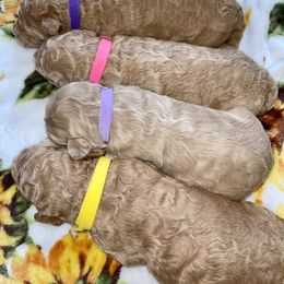 Goldendoodle and Labradoodle Puppies from Jessica Henry