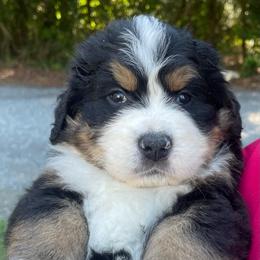 London - Black rust and white female Bernese Mountain Dog puppy in Fountain, North Carolina from Stargirl Bernese Mountain Dogs