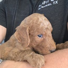 Goldendoodle Puppies from Tejas Doodles