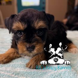 Luna - Black female Miniature Schnauzer puppy in Kaufman, Texas from KK’s Krazy Kennels